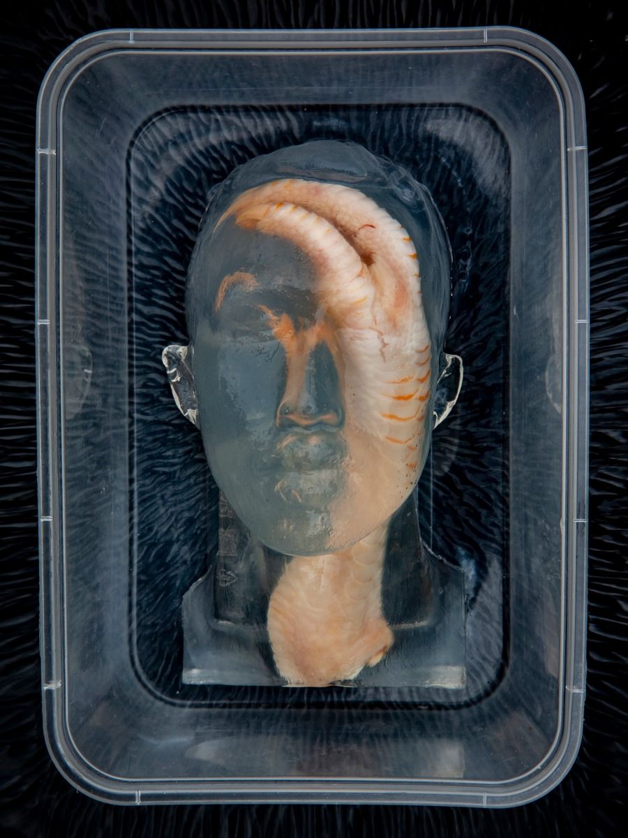 Dang-Vu Dang - Chân gà / Chicken foot