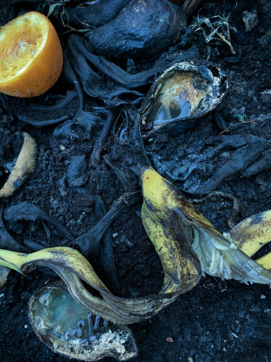 Marcel van der Vlugt - Pamphlet with Food, September 6, 2020