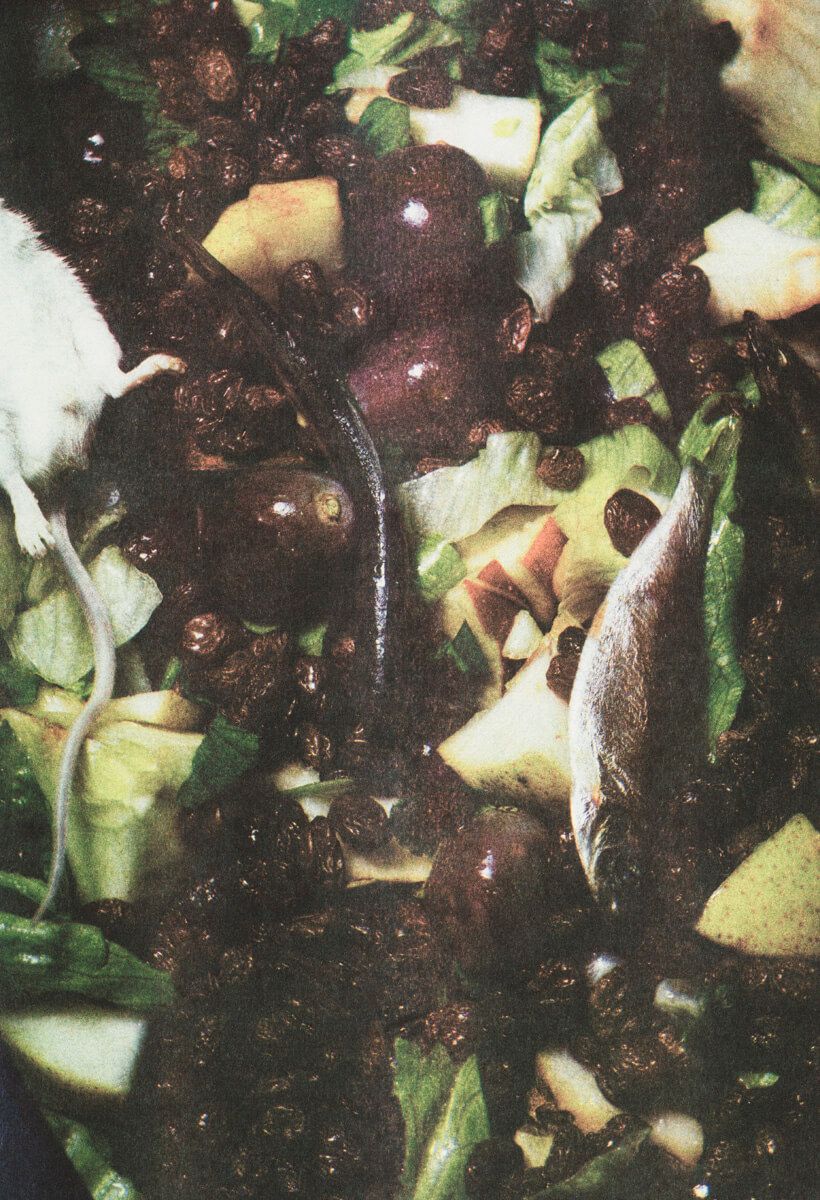 Johannes Schwartz - Tiergarten