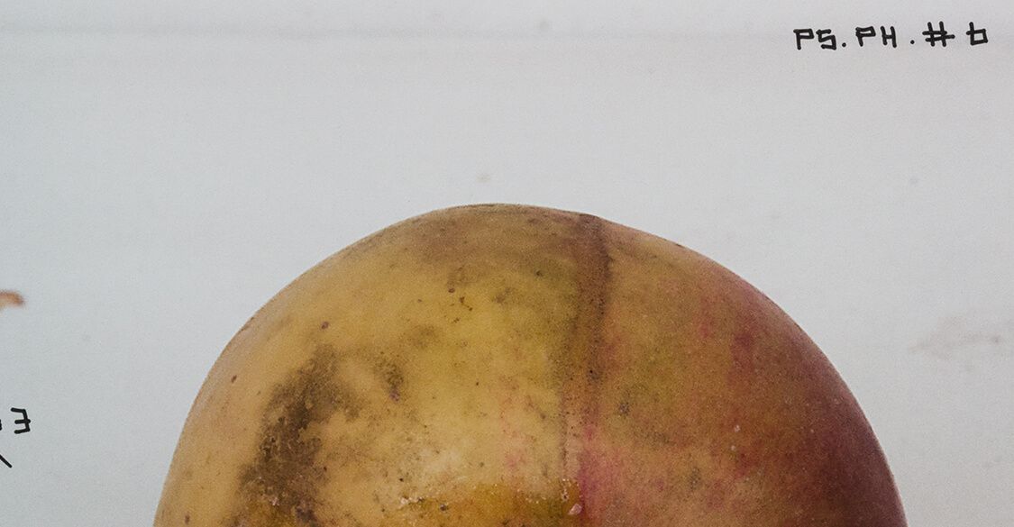 Thomas Zipp - P.S.P.H. #6