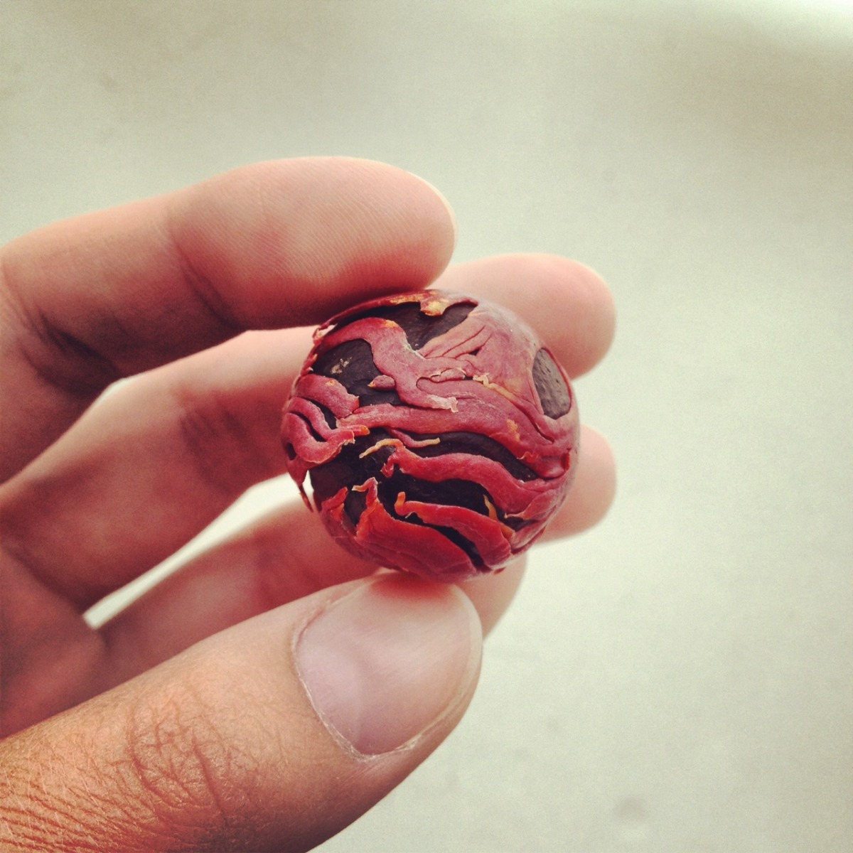 Regula Maria Muller Nootmuskaat